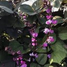 8 Pcs Ruby Moon Red Hyacinth Bean