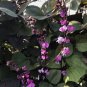 8 Pcs Ruby Moon Red Hyacinth Bean