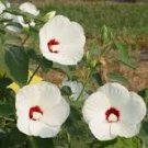 20 Pcs Heirloom Hibiscus Moscheutos Mixed 9 Colors Mallow Rose Flower