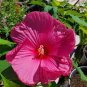 20 Pcs Heirloom Hibiscus Moscheutos Mixed 9 Colors Mallow Rose Flower