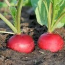 50 Pcs Heirloom Early Scarlet Radish Vegetables