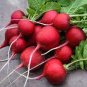 50 Pcs Heirloom Early Scarlet Radish Vegetables