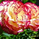 100 Pcs Double Striped Yellow Red Carnation Cut Flower