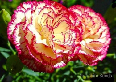 100 Pcs Double Striped Yellow Red Carnation Cut Flower
