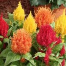 200 Pcs Dwarf Plumed Cockscomb Mixed Seeds