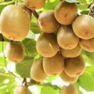 50 Pcs Variery Mini Large Kiwi Fruit Heirloom Chinese Gooseberry Fruit