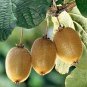50 Pcs Variery Mini Large Kiwi Fruit Heirloom Chinese Gooseberry Fruit
