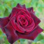 50 Pcs Black Baccara Rose Shrub home garden rrnamental bonsai plant