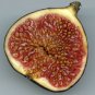 6 Pcs Fracazano Bianco Black Fig Tree organic fruits