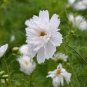 50 Pcs Double Click Snow Puff Cosmos