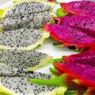 100 Pcs Organic Dwarf Pitaya Dragon Fruit Mixed Yellow Red White Colors 100 Pcs Organic Dwarf Pitaya Dragon Fruit Mixed Yellow Red White Colors