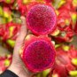 100 Pcs Organic Dwarf Pitaya Dragon Fruit Mixed Yellow Red White Colors