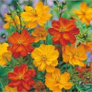 50 Pcs Cosmos sulphureus Bright Lights Mix Cosmos 50 Pcs Cosmos sulphureus Bright Lights Mix Cosmos