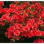50 Pcs Fresh Rose Red Zalea Rhododendron