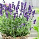 100 Pcs English Lavender Hidcote Lavandula angustifolia