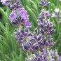 100 Pcs English Lavender Hidcote Lavandula angustifolia