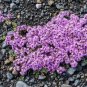 20 Pcs Thymus serpyllum 'Creeping Thyme' Ground Covers
