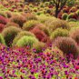 200 Pcs Kochia Scoparia Burning Bush Grass Green Red Mixed