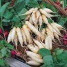 20 Pcs Heirloom White Radish Big Organic Vegetables 20 Pcs Heirloom White Radish Big Organic Vegetables