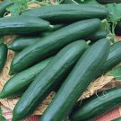 50 Pcs Early Spring Burpless Hybrid Cucumber