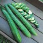 50 Pcs Early Spring Burpless Hybrid Cucumber