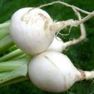 100 Pcs White Egg Snowball Turnip