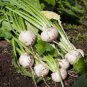 100 Pcs White Egg Snowball Turnip