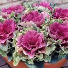 10 Pcs Brassica oleracea Ornamental Cabbage Kale 10 Pcs Brassica oleracea Ornamental Cabbage Kale
