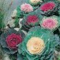 10 Pcs Brassica oleracea Ornamental Cabbage Kale