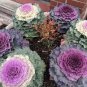 10 Pcs Brassica oleracea Ornamental Cabbage Kale