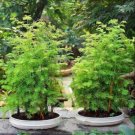 50 Pcs Bonsai Metasequoia Dawn Redwood Evergreen Ornamental Plants