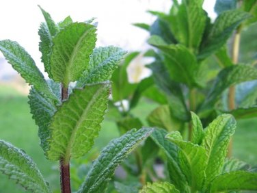 20 Pcs Mentha Piperata Peppermint Herb Plants