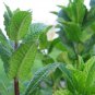 20 Pcs Mentha Piperata Peppermint Herb Plants