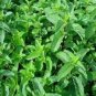 20 Pcs Mentha Piperata Peppermint Herb Plants