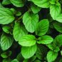 20 Pcs Mentha Piperata Peppermint Herb Plants