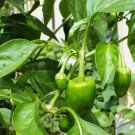 10 Pcs Famous Spanish Heirloom Padron Pepper