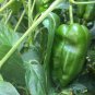 10 Pcs Famous Spanish Heirloom Padron Pepper