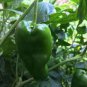10 Pcs Famous Spanish Heirloom Padron Pepper