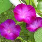 50 Pcs Rebecca Purple Morning Glory purple dark purple pink petals