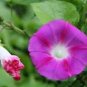 50 Pcs Rebecca Purple Morning Glory purple dark purple pink petals