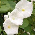 50 Pcs White Hige Morning Glory