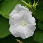 50 Pcs White Hige Morning Glory