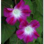 50 Pcs Split Personality Ipomoea Purpurea Morning Glory
