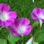 50 Pcs Split Personality Ipomoea Purpurea Morning Glory