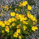 30 Pcs Mixed 9 Types of Evening Primrose