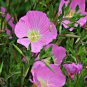 30 Pcs Mixed 9 Types of Evening Primrose