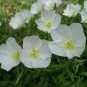 30 Pcs Mixed 9 Types of Evening Primrose