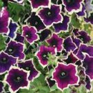 200 Pcs Petunia Hanging Rare black eye purple flower with white edge
