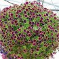 200 Pcs Petunia Hanging Rare black eye purple flower with white edge