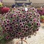 200 Pcs Petunia Hanging Rare black eye purple flower with white edge